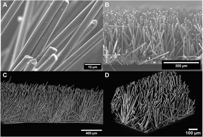 An electronically conductive 3D architecture with controlled porosity for LiFePO4 cathodes